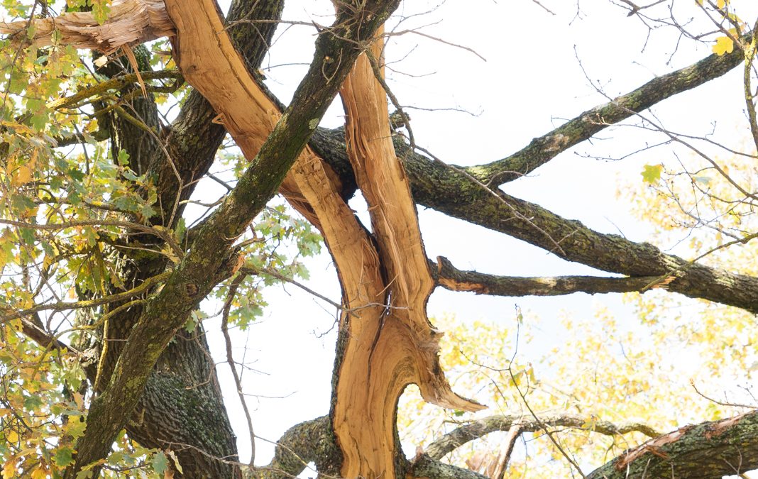 Lightning Strike Smashes Tree at Rec Reserve – Images