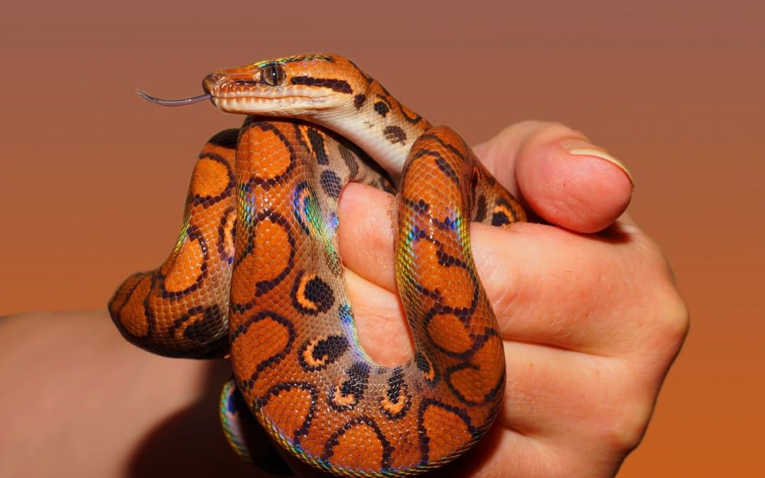 35 Seriously Superb Photographs Of Snakes