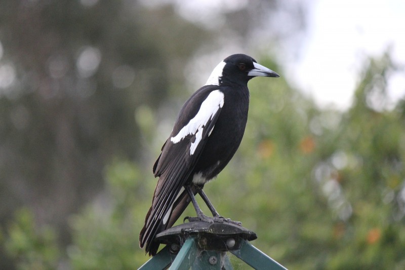 How coronavirus could create a bumper magpie swooping season this year