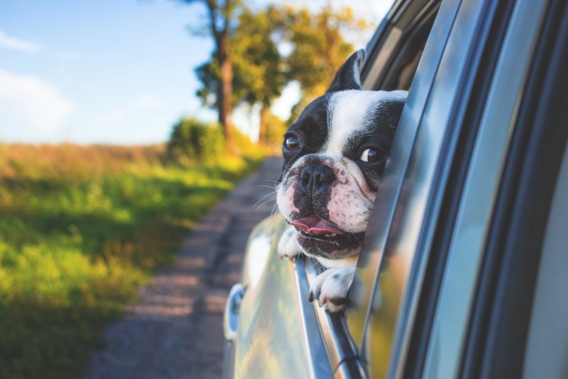 Why Your Dog Likes Sticking Its Head Out the Car Window