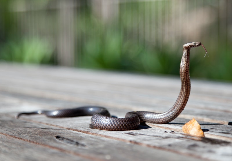 If you have a problem with snakes, don’t read this tragic story