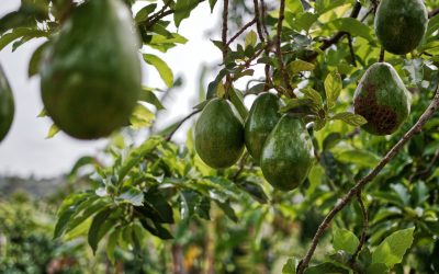 Avocado oversupply has farmers begging consumers to eat more to reduce waste