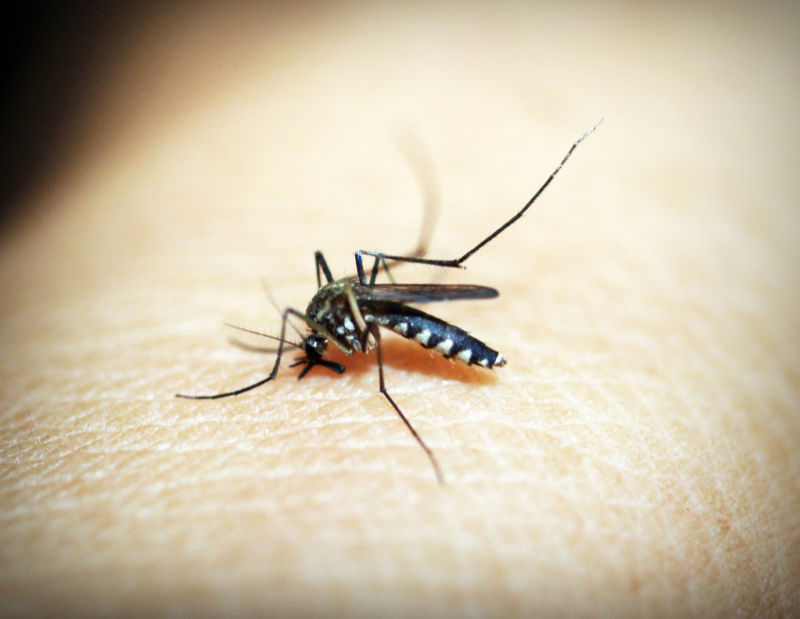 Health authorities issue mosquito warning as flesh-eating ulcer spreads in Victoria